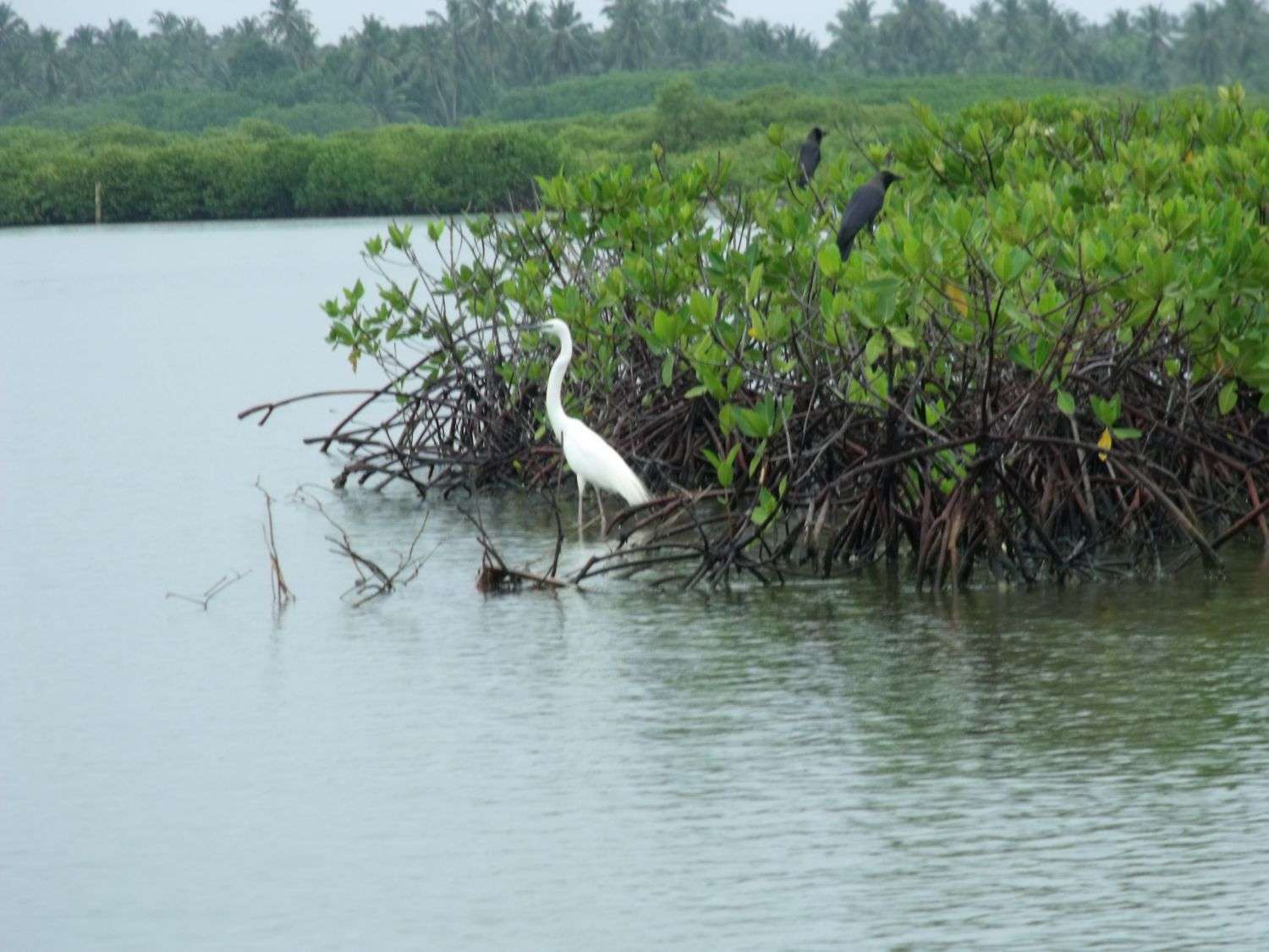 尼甘佈瀉湖 Negombo Lagoon