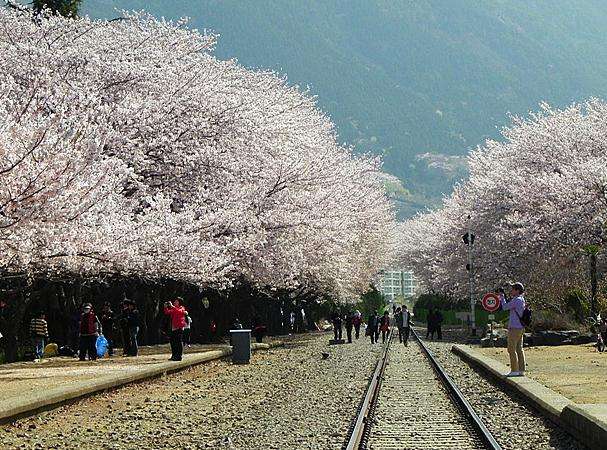 慶和站櫻花路 Gyeonghwa Station Cherry Road