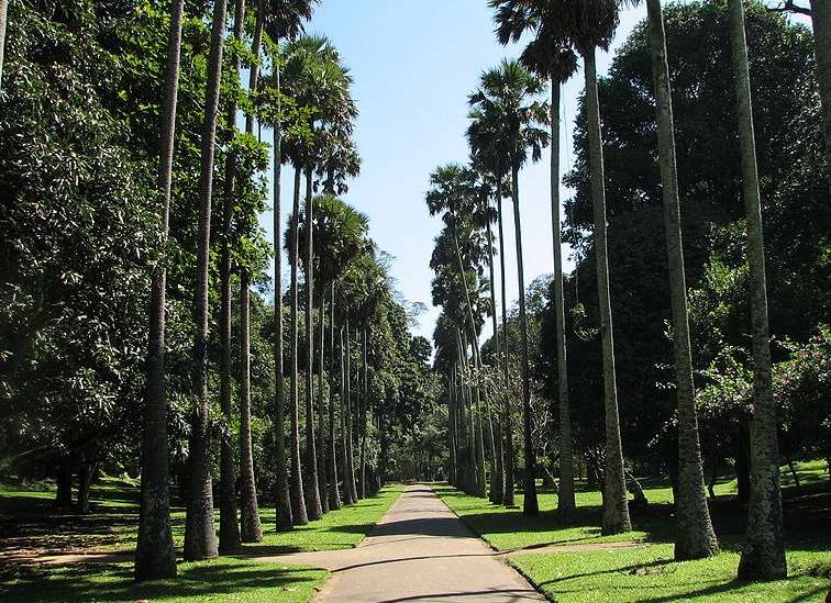 斯裡蘭卡皇傢植物園 Royal Botanical Gardens Sri Lanka