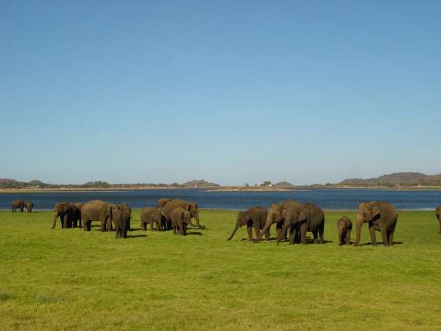 亞拉國傢公園 Yala National Park