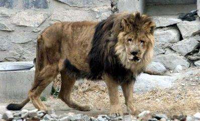喀佈爾動物園 Kabul Zoo