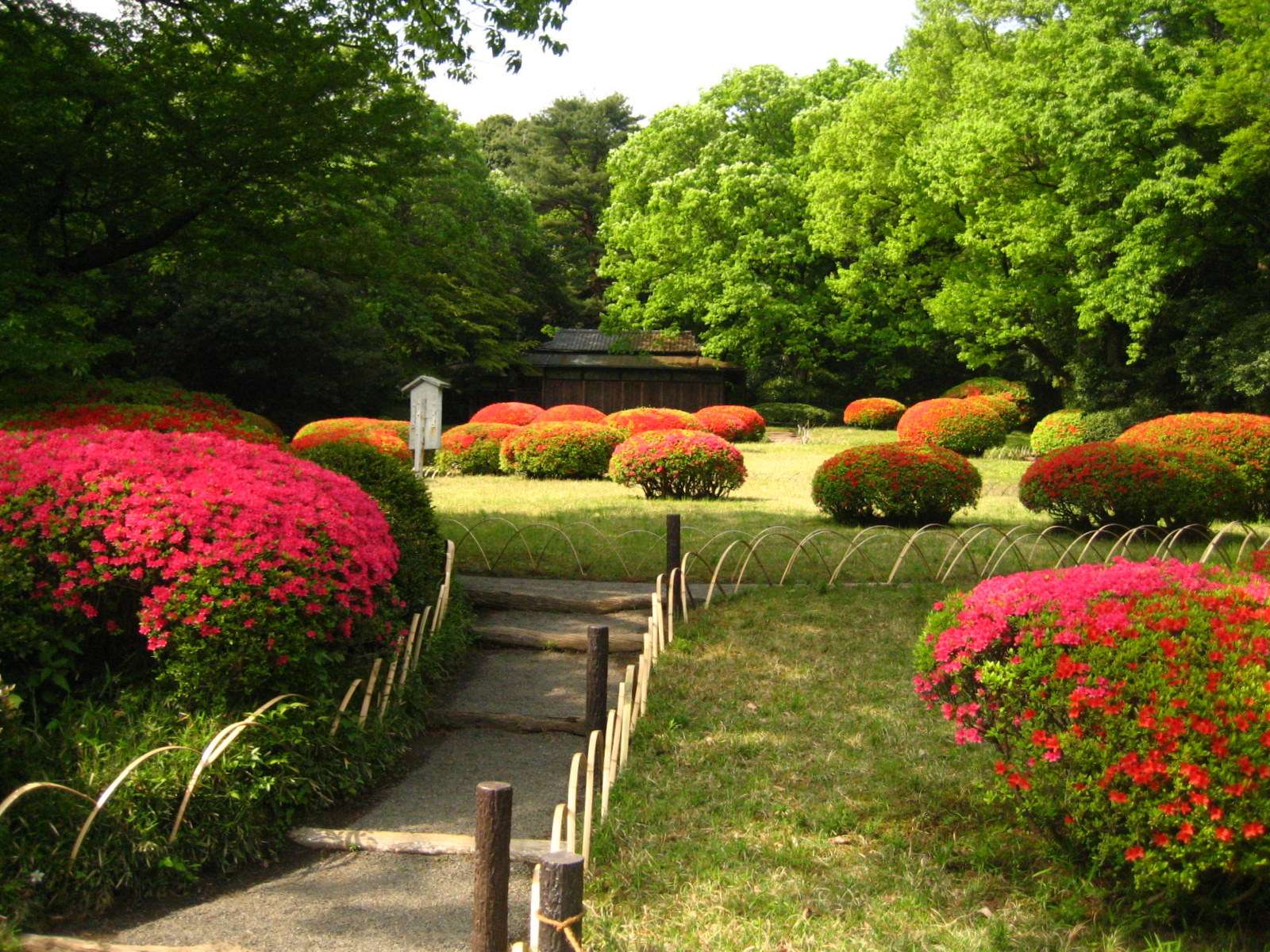 明治神宮 Meiji Shrine