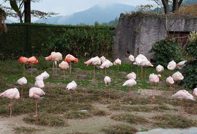 廣島市安佐動物公園 Hiroshima City Asa Zoological Park