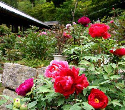 長谷寺 Hase Temple