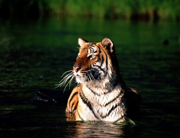 孫德爾本斯國傢公園 The Sundarbans