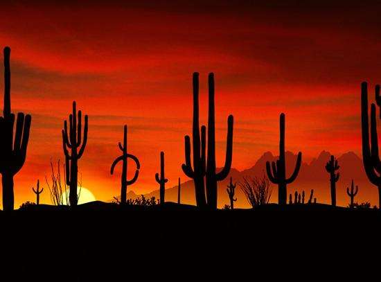 索諾蘭沙漠 Sonoran Desert