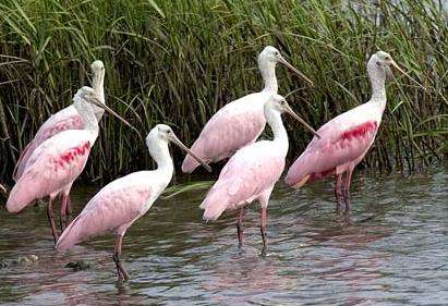 喜達爾島國傢野生動植物保護區 Cedar Keys National Wildlife Refuge