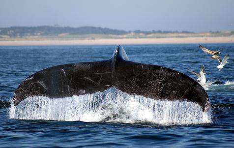 鱈魚角 Cape Cod