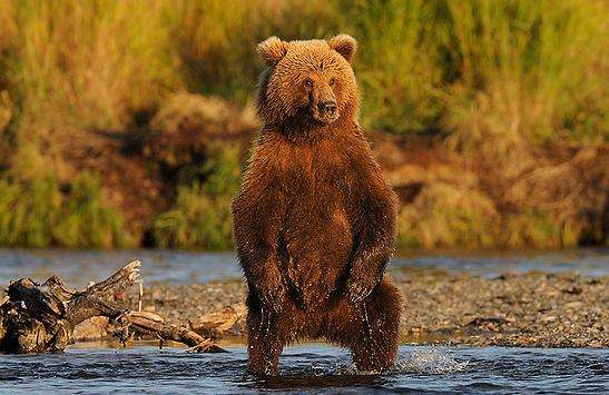 卡特邁國傢公園和自然保護區 Katmai National Park and Preserve