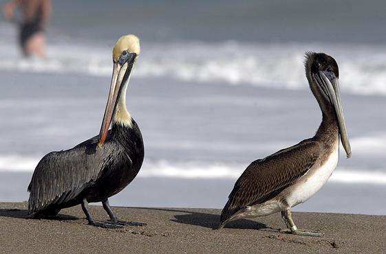 霍佈桑德國傢野生動植物保護區 Hobe Sound National Wildlife Refuge