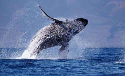 夏威夷座頭鯨國傢海洋保護區 Hawaiian Islands Humpback Whale National Marine Sanctuary