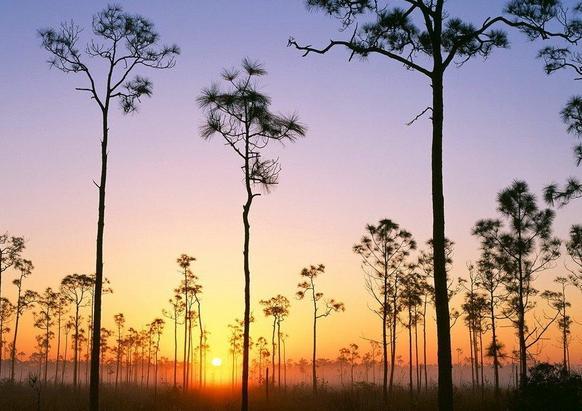大沼澤地國傢公園 Everglades National Park