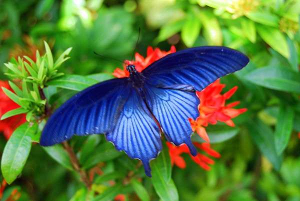 蝴蝶園 Butterfly Farm