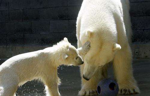 托萊多動物園 Toledo Zoo