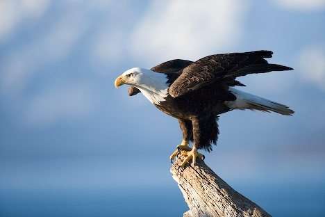 佈拉肯代爾老鷹省立公園 Brackendale Eagles Provincial Park