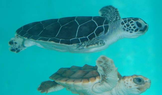 百慕大水族館博物館和動物園 Bermuda Aquarium Museum and Zoo