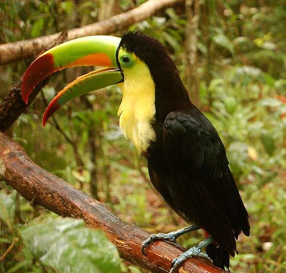 貝裡斯動物園 Belize Zoo