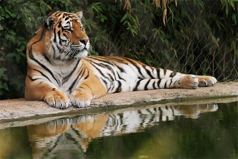 聖多明哥動物園 Santo Domingo Zoo Park