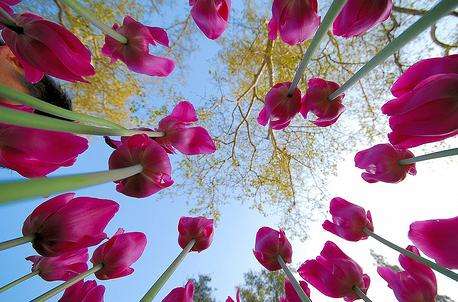 德斯康索花園 Descanso Gardens