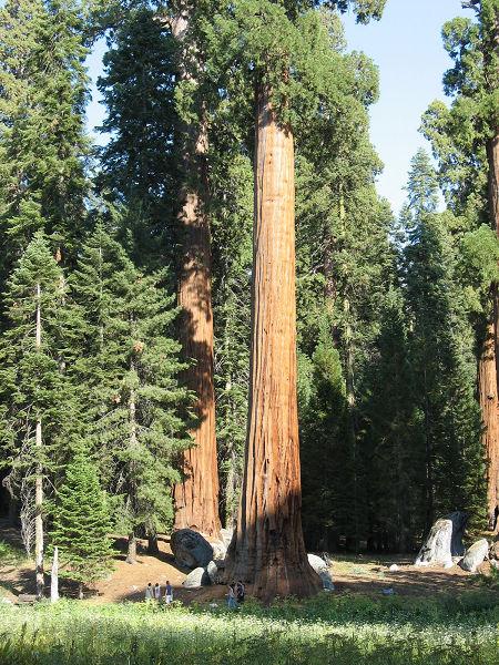 紅杉國傢公園 Redwood National and State Parks