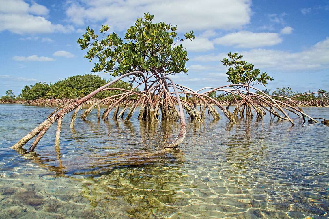 骨魚池國傢公園 Bonefish Pond National Park