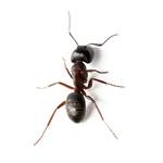 黑螞蟻