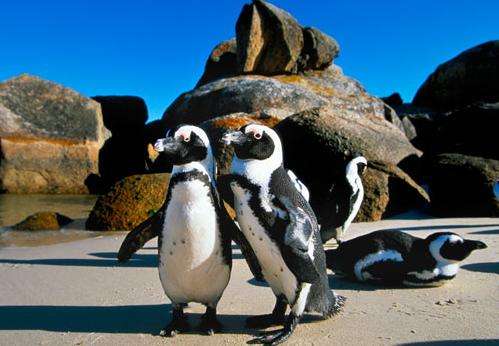 博爾德斯海灘 Boulders Beach