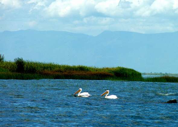 愛德華湖 Lake Edward