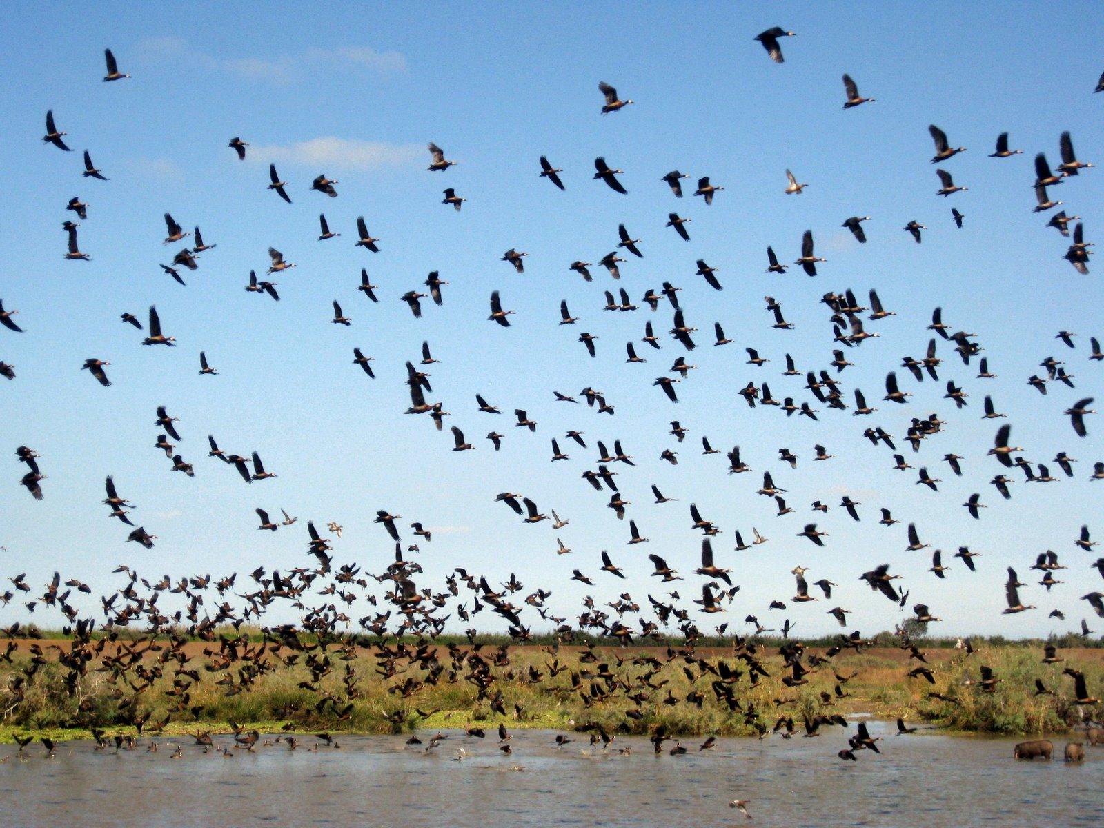 朱賈國傢鳥類保護區 Djoudj National Bird Sanctuary