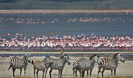 馬加迪湖 Lake Magadi