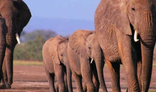 大象為什麼都踮腳走路 動物世界 行者物語