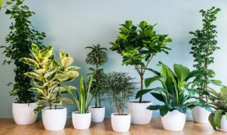 適合室內養的植物 可以凈化空氣又可以愉悅心情