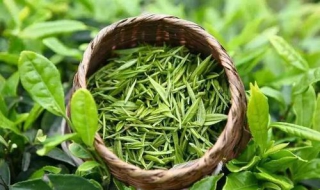 高山綠茶和平地綠茶 我們如何鑒別呢？