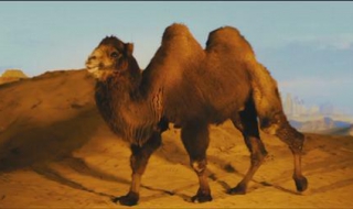 駱駝為什麼在沙漠中不會眼睛裡進入沙子分享給大傢
