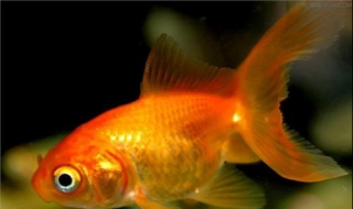 魚為什麼睜著眼睛睡覺 因為魚是沒有眼瞼