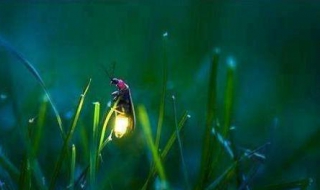 螢火蟲為什麼會發光 有專門的發光細胞