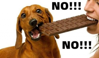 狗為什麼不能吃巧克力 含有的可可堿