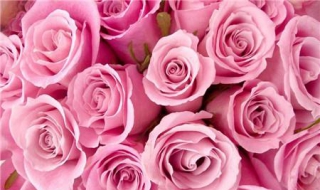 粉玫瑰代表什麼意思 粉玫瑰有什麼含義