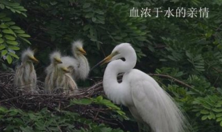 血濃於水什麼意思 血濃於水的含義