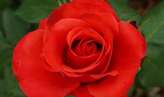 玫瑰代表什麼意思 玫瑰的含義