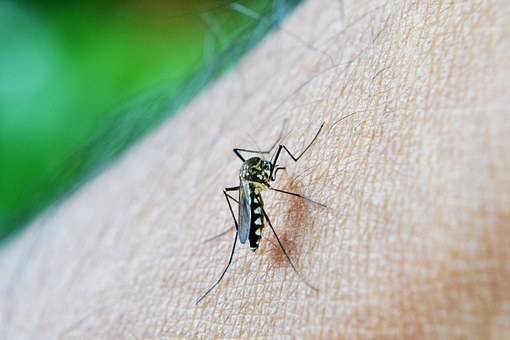 什麼血型最招蚊子