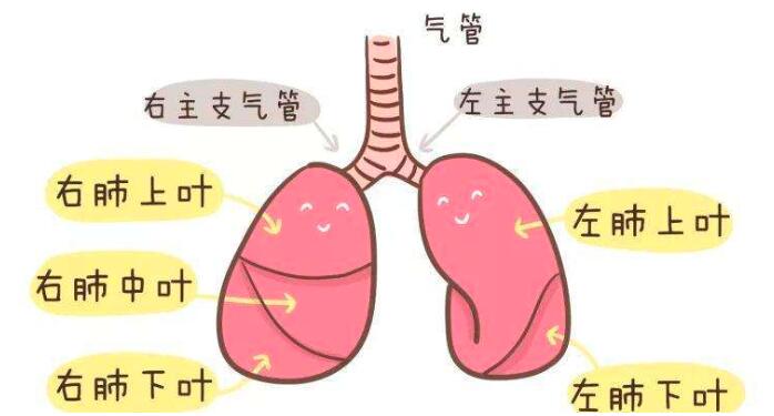 怎樣保護呼吸器官
