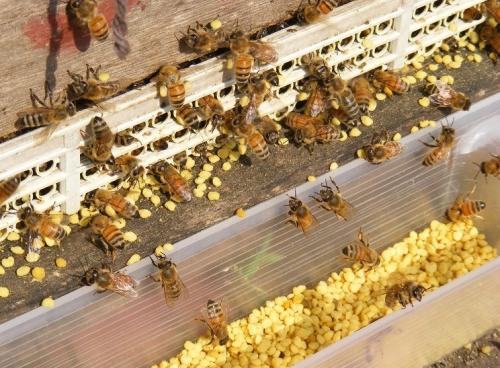 蜂花粉的副作用