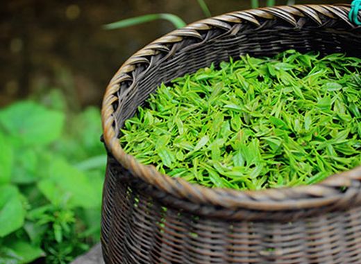 頭茶和二茶的區別