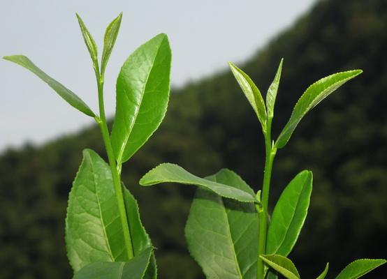 頭茶和二茶的區別
