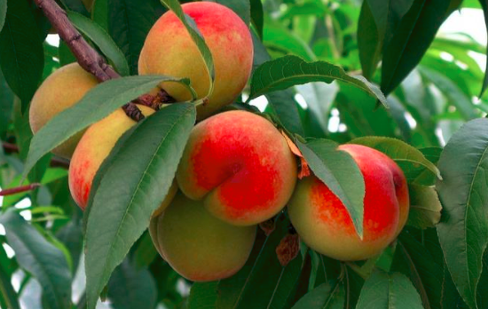吃桃子可以減肥嗎