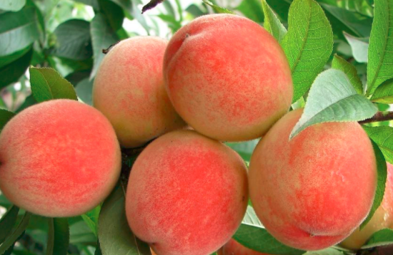 吃桃子可以減肥嗎