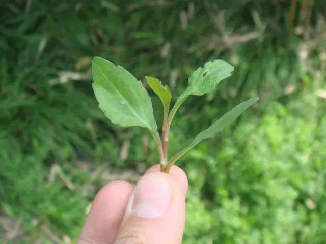 七頭一腦是什麼東西