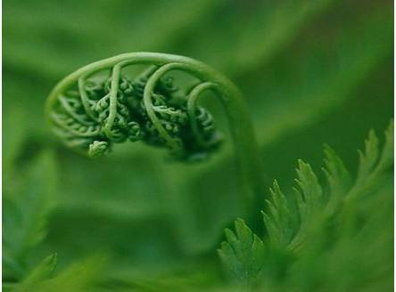 蕨菜吃多瞭會怎樣