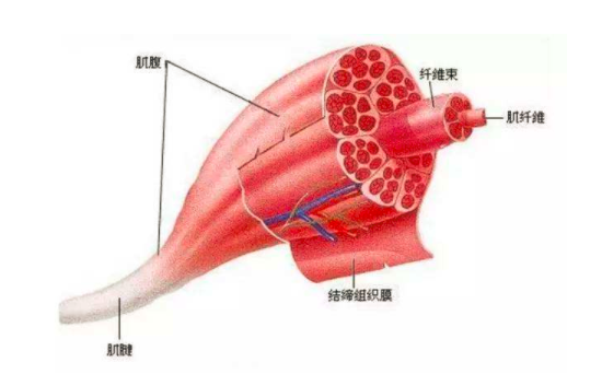 肌肉拉傷怎麼處理